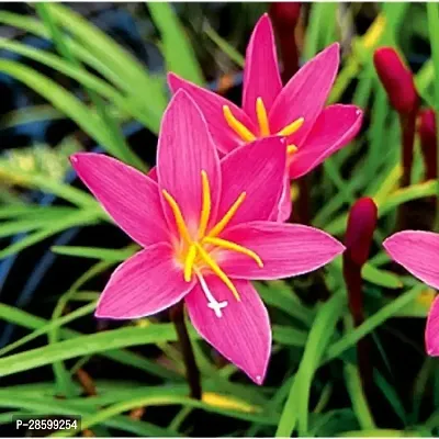 Platone Lily Plant rain lily plant-thumb2