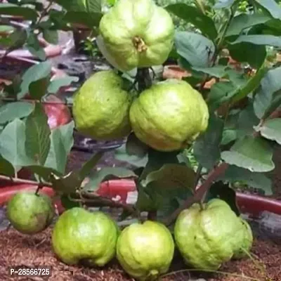 Platone Guava Plant Guava Thai Dwarf Inside Pink-thumb2