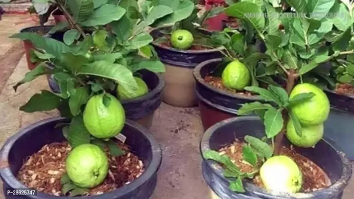 Platone Guava Plant HVLIVE_553-thumb0