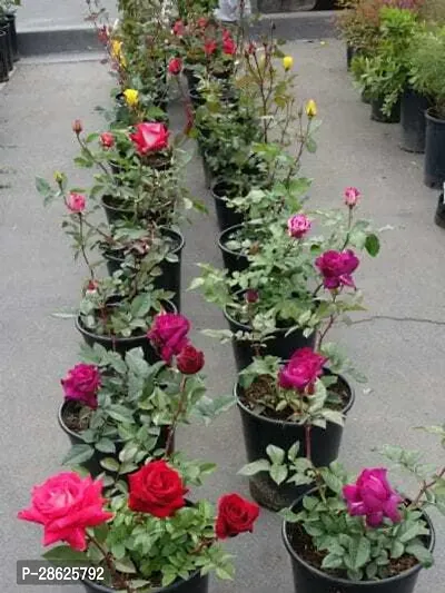 Platone Rose Plant Rose Plant (Big Rose 5 sizeplant )