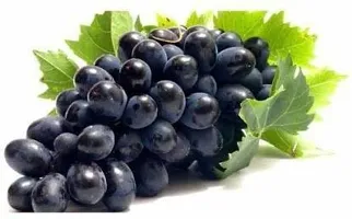 Platone Grapes Plant Rare Grape Vine Plant Black Hamburgh Plant in Polybag (1 Healthy Live Plant)-thumb2