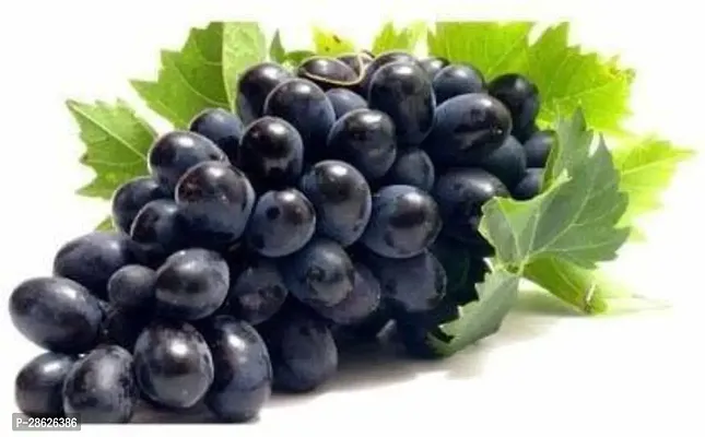 Platone Grapes Plant Rare Grape Vine Plant Black Hamburgh Plant in Polybag (1 Healthy Live Plant)-thumb3