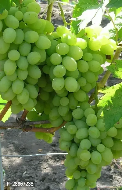 Platone Grapes Plant Grapes fruit plant c1