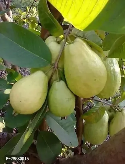 Platone Guava Plant Guava Plant ( Nicaragcea Guava Plant )-thumb0