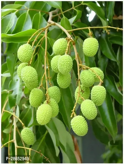 Platone Litchi Plant Litchi 77-thumb0