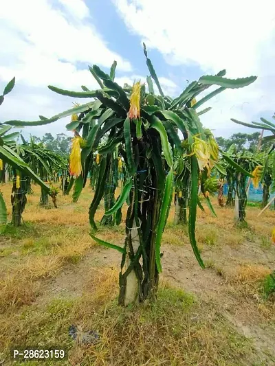 Platone Dragon Tree Dragon Fruit Plant (Hybrid Pack Of 3)-thumb2