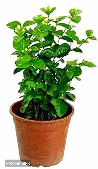 Platone Jasmine Plant jasamin1