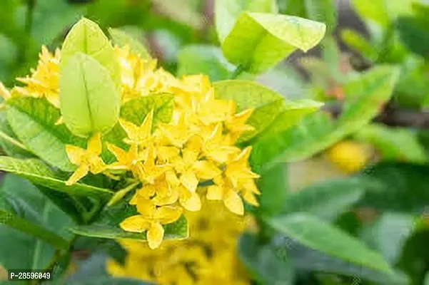 Platone Ixora Plant IXORA PLANT NNHT