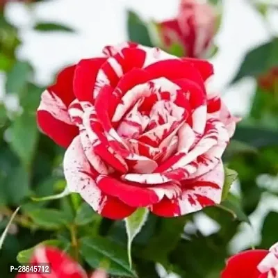 Platone Rose Plant CREAMY ROSE PLANT 09-thumb0