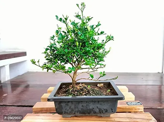 Platone Madhu Kamini Plant Madhukamini flower Bonsai with Decorative Tray | Out Door Real Bonsai Live Plants