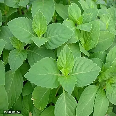 Platone Tulsi Plant GGF182