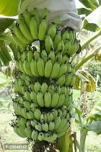 Platone Banana Plant Pisang Awak Banana Plant-thumb0