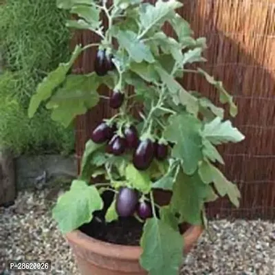 Platone Brinjal Brinjal Live Plant_-thumb0