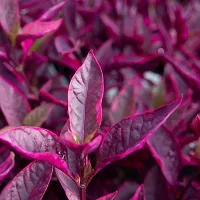 Platone Stromanthe Triostar Plant Brazilian red hots Alternanthera plant-thumb2