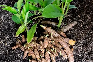 Platone Turmeric Plant Turmeric Bulb(10pc Per Packet)-thumb1