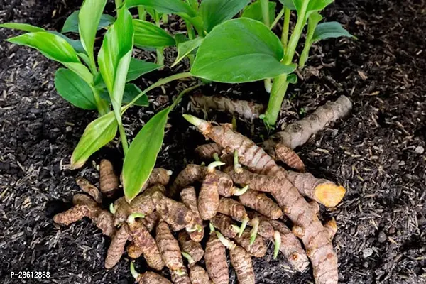 Platone Turmeric Plant Turmeric Bulb(10pc Per Packet)-thumb2