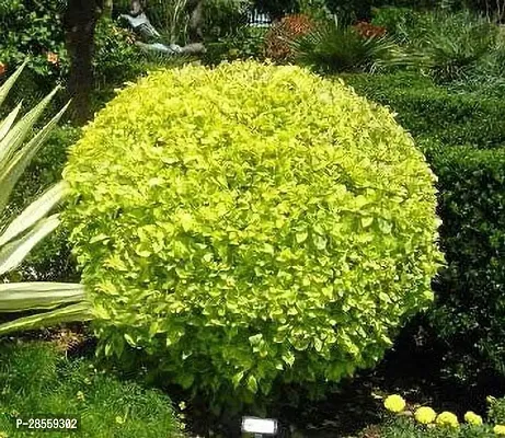 Platone Duranta Plant Saraswati Gardens Live Golden Duranta Hedge Plant - Charming Decorative Hedge Plant 1 Healthy Live Plant With Plastic Bag