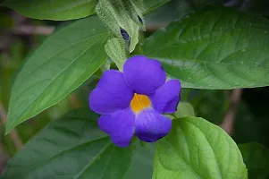 Platone Thunberjia Plant Blue AllamandaThunbergia Erectablue trumpet Vine evergreen wineBlue Skyflower-thumb1