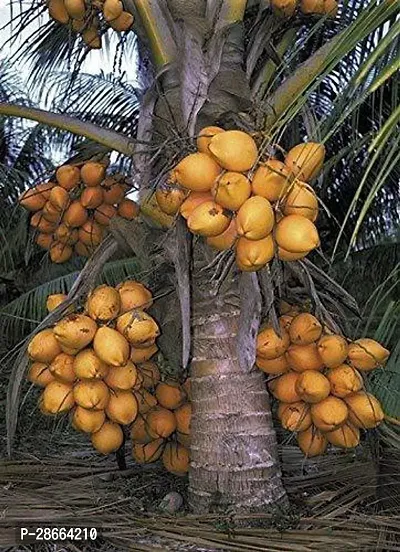 Platone Coconut Plant Tropical Coconut Fruit Live Plant High Yielding Dwarf Coconut Malaysian Oranges