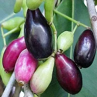 Platone Jamun Plant Jamun Plant-thumb1