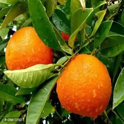 Platone Orange Plant Orange or 75-thumb0