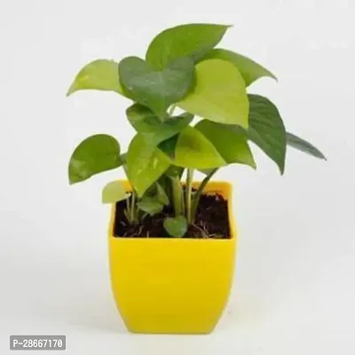 Platone Money Plant Good Luck Green Money Plant With Yellow Pot