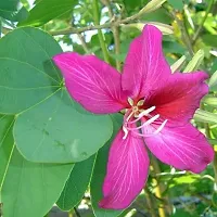 Platone Bauhinia Acuminata Plant Rare Purple Kanchan Flowers Plant-thumb1