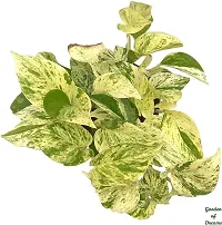 Platone Money Plant GOD-CC105-thumb2