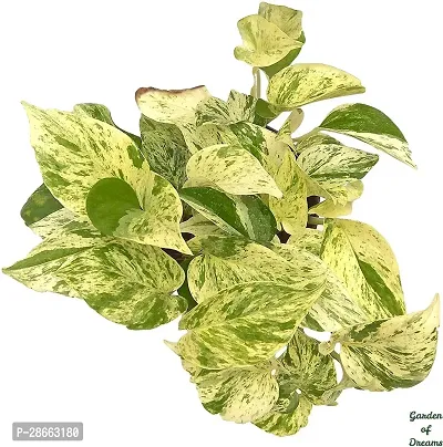 Platone Money Plant GOD-CC105-thumb3