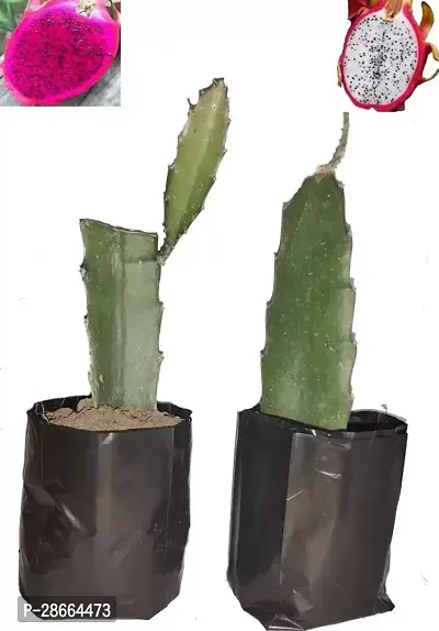 Platone Dragon Tree Dragon Plant ( Combo Pack White + Red )