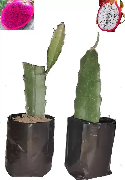 Limited Stock!! Plant & Planters 