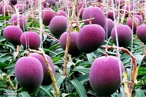 Platone Mango Plant we01