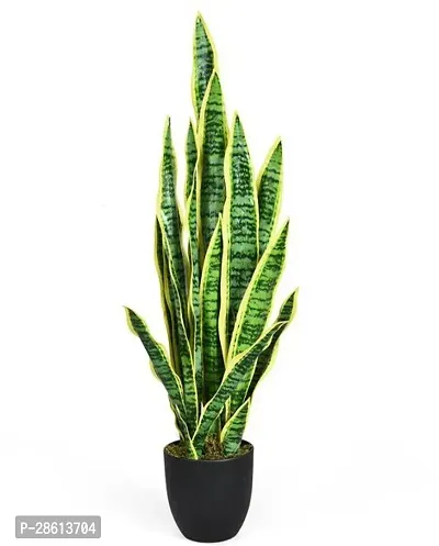 Platone Snake Plant Snake Plant For Home Decorations Best For Natural Air Purification CF_B743-thumb0