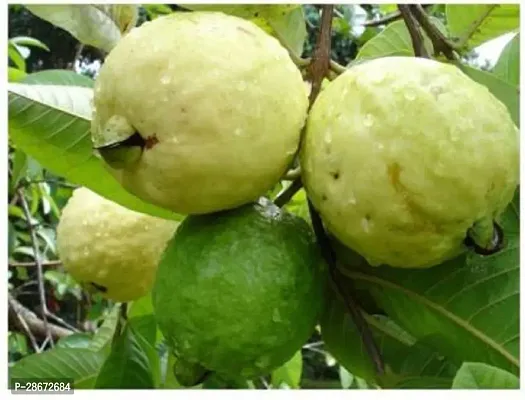 Platone Guava Plant Sr_Guava39-thumb0