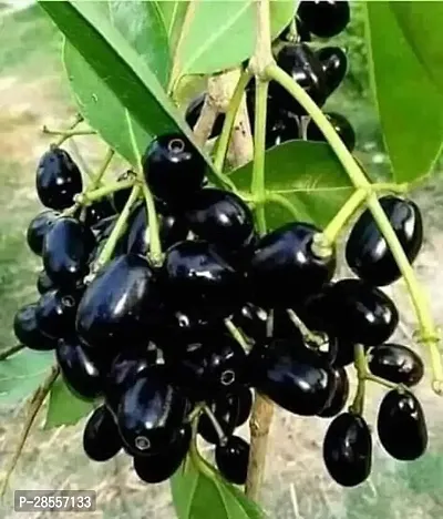 Platone Jamun Plant Thi Grafted Syzygium cuminiMalabar plum | Java plum | black plum | Black Jamun Live 1 Healthy Fruit Plant.-thumb0