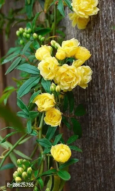 Platone Rose Plant Yellow Rose flower live plant