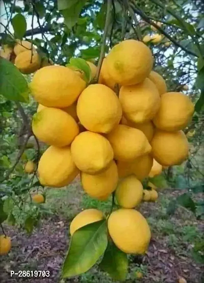 Platone Lemon Plant LemoncitrusNimbooNimbu Live Plant