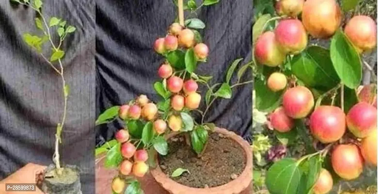 Platone Apple Plant kul 1