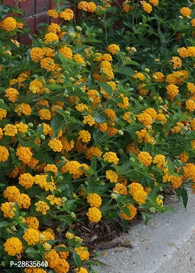 Platone Lantana Plant TIGlaltena27