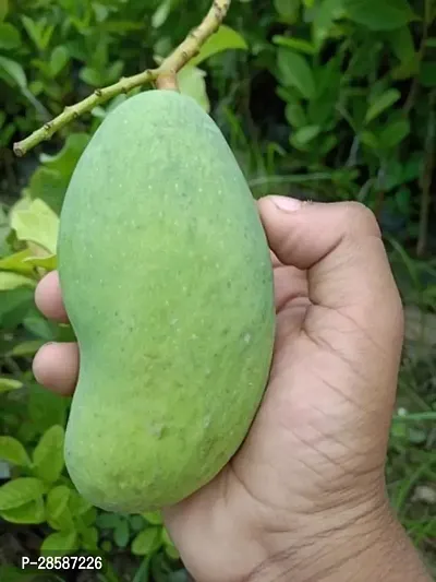 Platone Mango Plant ALL TIME MANGO PLANT