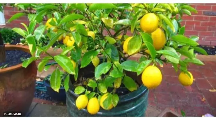 Platone Lemon Plant MN-NT-800-thumb0