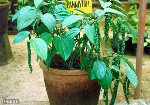 Platone Black Pepper Plant pepper plant 7881-thumb0