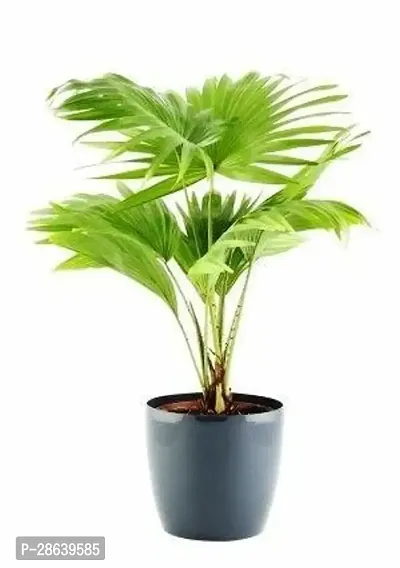 Platone Areca Plam ezpam28