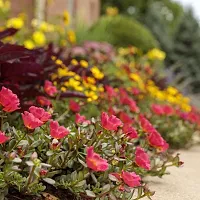 Platone Portulaca Plant Purslane red plant-thumb2