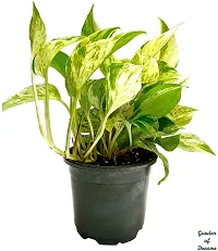 Platone Money Plant GOD-CC105-thumb1