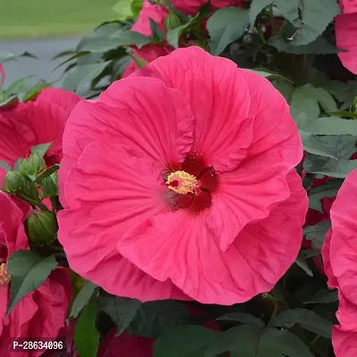 Platone Hibiscus Plant ghs dip pink hibiscus plant-thumb0