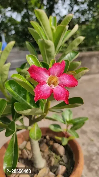 Platone Adenium Plant ADENIUM PLANT AAWW45-thumb2