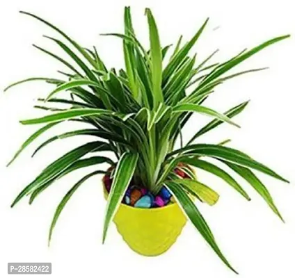 Platone Spider Plant SP-02 Spider Live Plant-thumb0