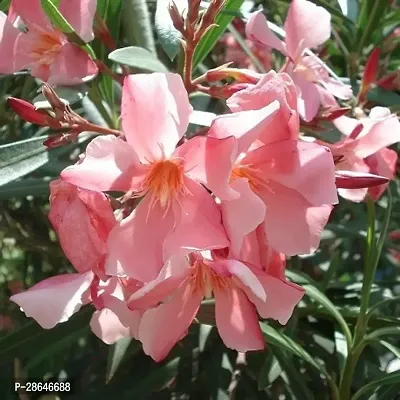 Platone Oleander Plant Pink Oleander Plant-thumb2