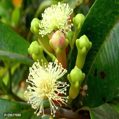 Platone Clove Plant Grandcover Clove Plant